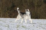 SIBERIAN HUSKY 418